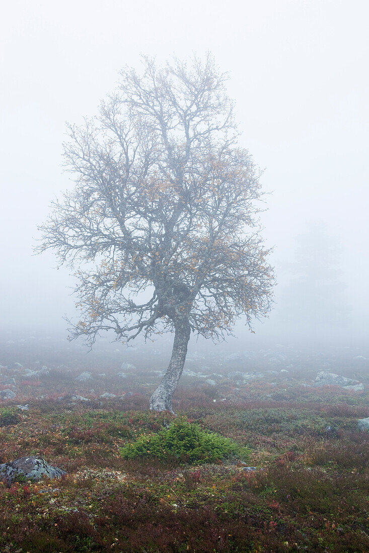 Tree in Misty Field in Autumn, Sweden