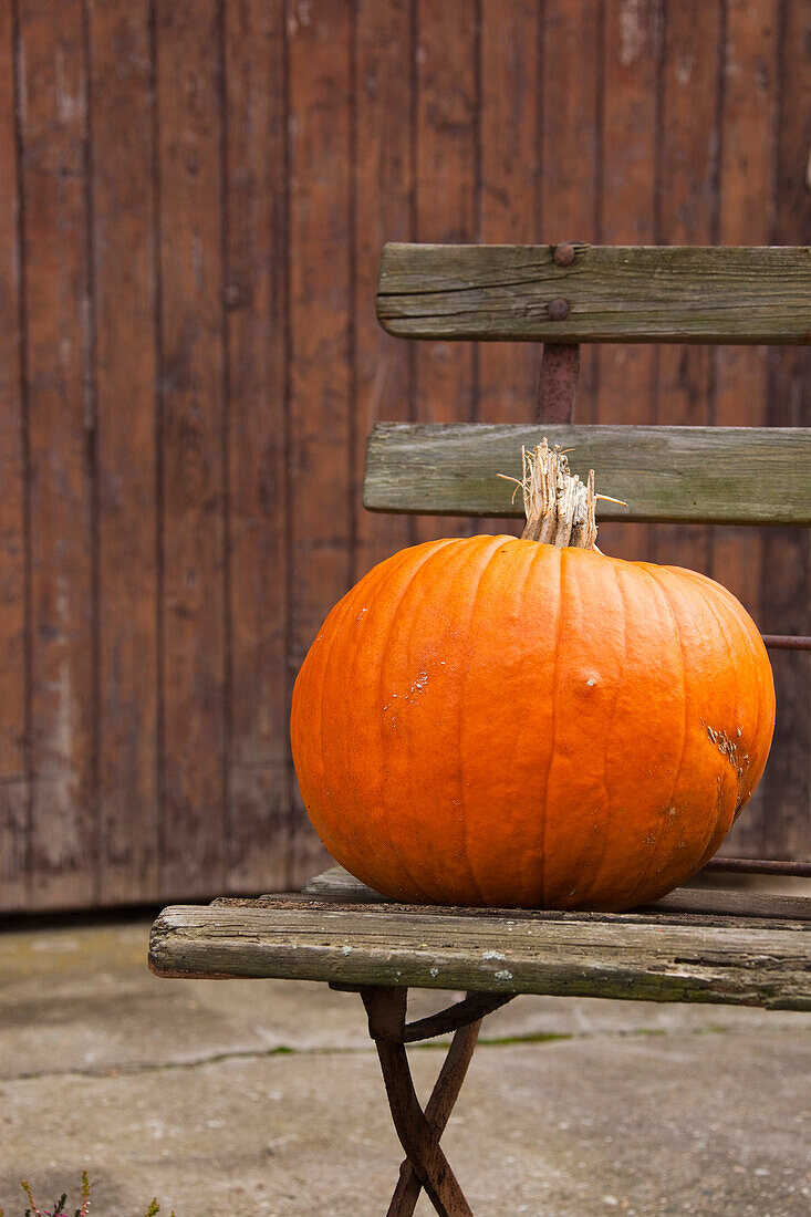Pumpkin on Garden Bench