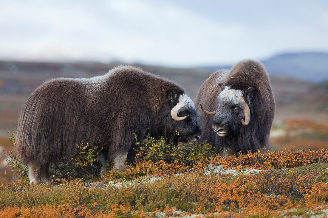 Moschusochse, Dovrefjell-Sunndalsfjella-Nationalpark, Norwegen