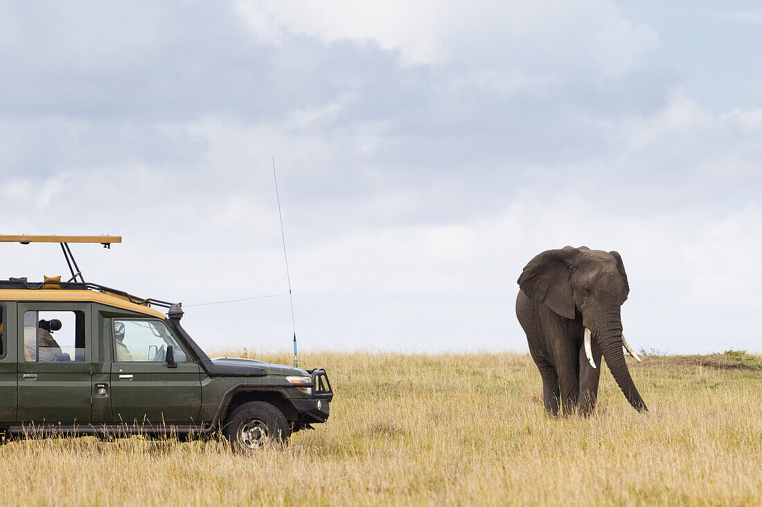 Safari Vehicle and African Bush Elephant, Masai Mara National Reserve, Kenya