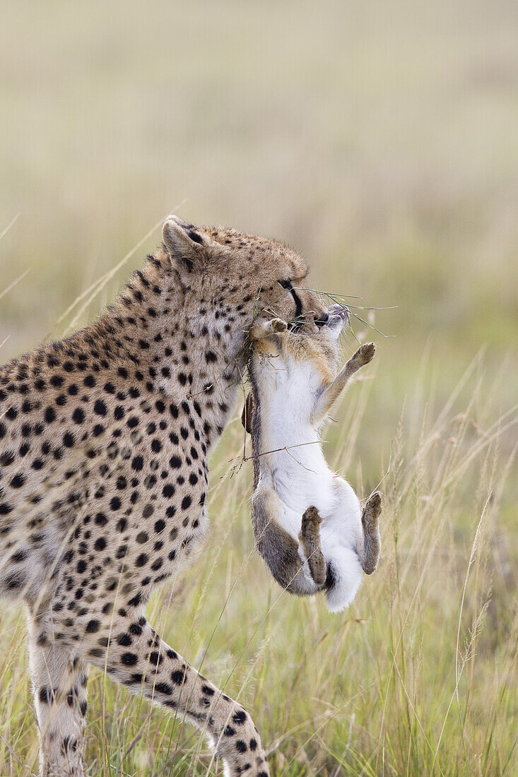 Cheetah with Cape Hare, Masai Mara National Reserve, Kenya