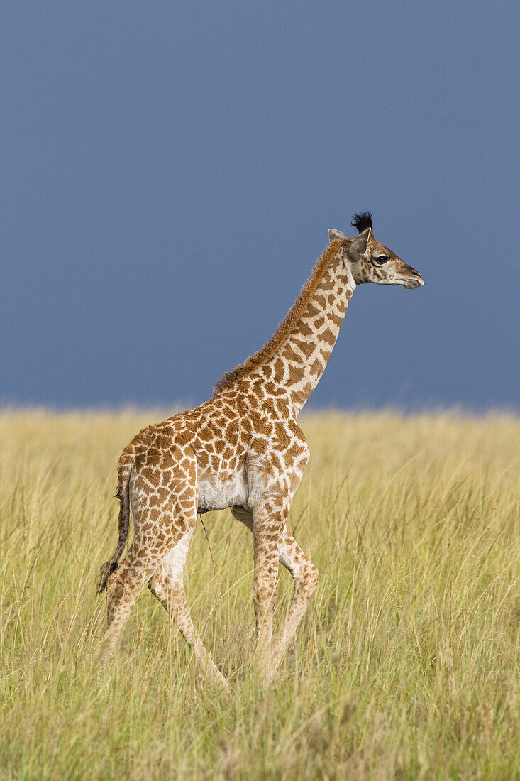 Masai-Giraffen-Kalb, Masai Mara-Nationalreservat, Kenia
