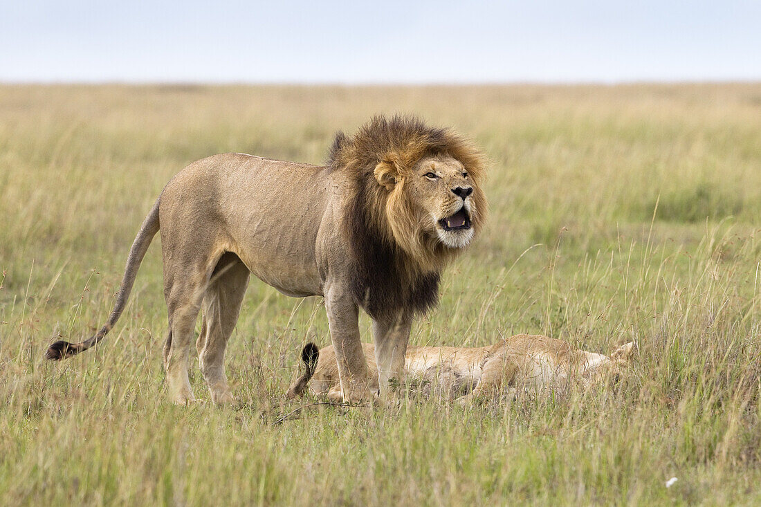 Brüllender Löwe, Masai Mara Nationalreservat, Kenia