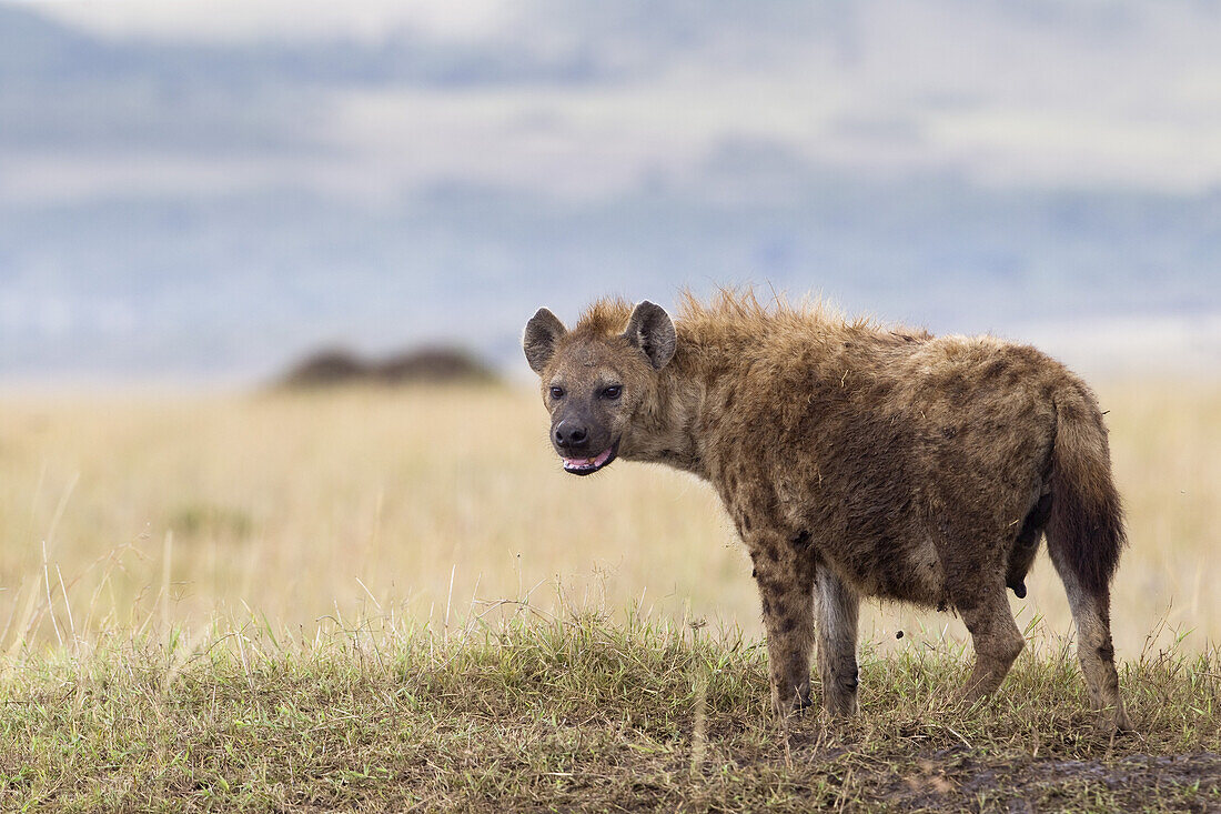 Spotted Hyena, Masai Mara National Reserve, Kenya
