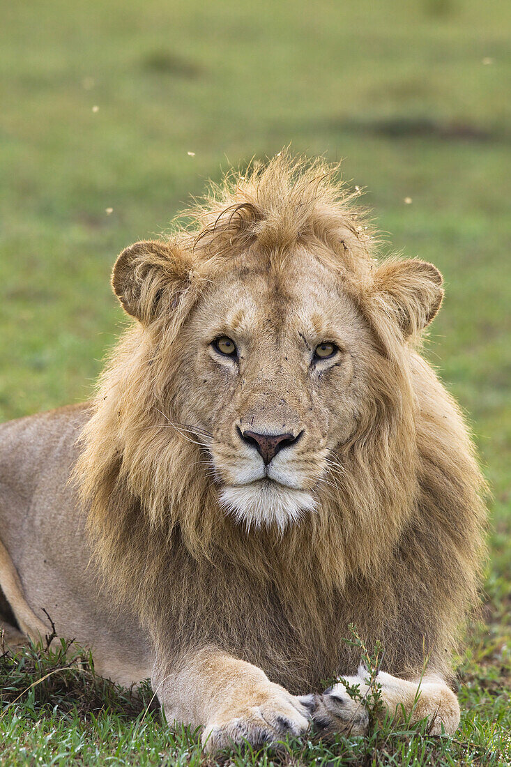 Porträt eines männlichen Löwen, Masai Mara Nationalreservat, Kenia
