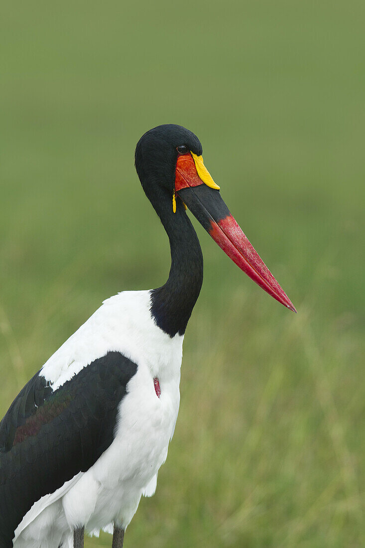 Saddle-billed Stork, Masai Mara National Reserve, Kenya