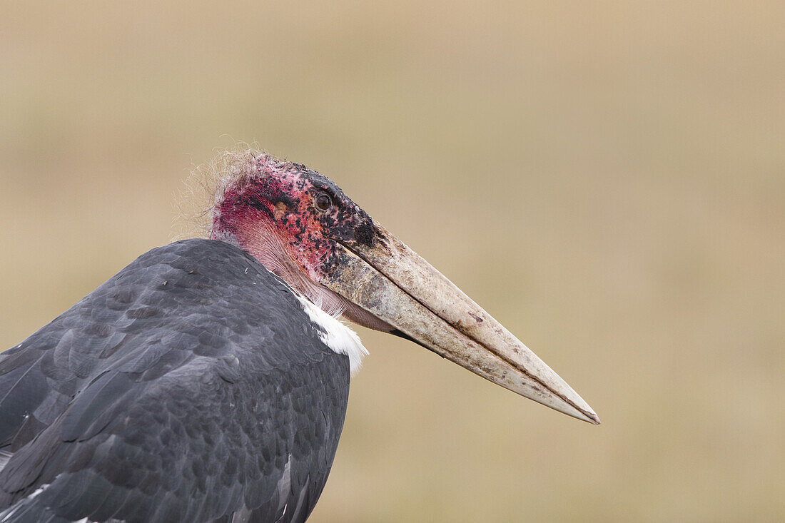 Marabou Stork, Masai Mara National Reserve, Kenya