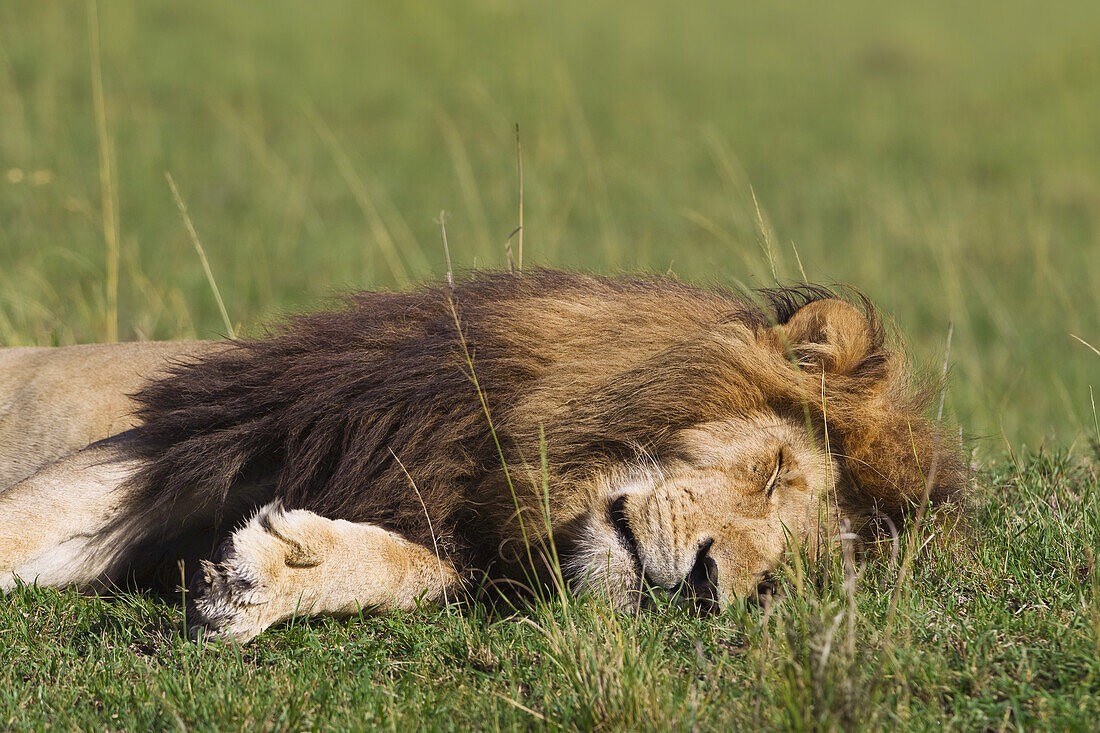 Männlicher Löwe schlafend, Masai Mara National Reserve, Kenia