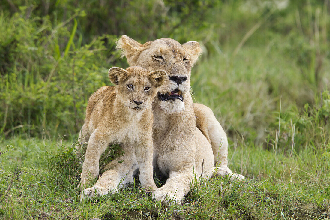 Löwe mit Jungtier, Masai Mara Nationalreservat, Kenia
