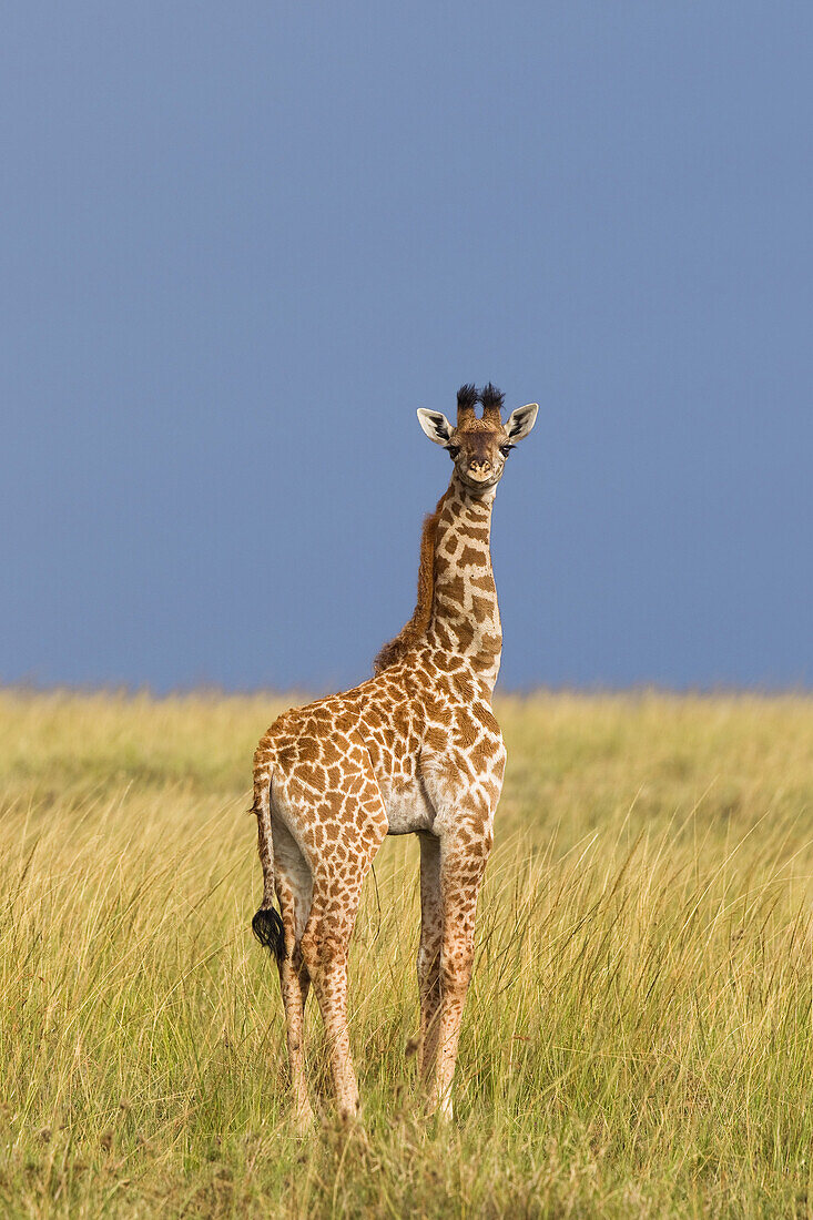 Masai Giraffe Calf, Masai Mara National Reserve, Kenya