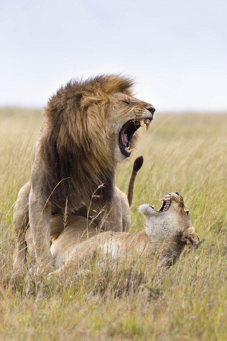 Sich paarende Löwen, Masai Mara Nationalreservat, Kenia