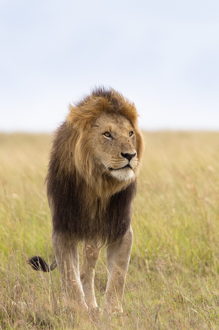 Portrait of Lion, Masai Mara National Reserve, Kenya