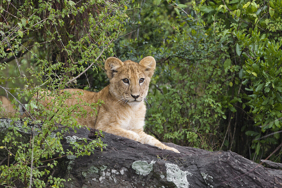 Löwenjunges, Masai Mara Nationalreservat, Kenia