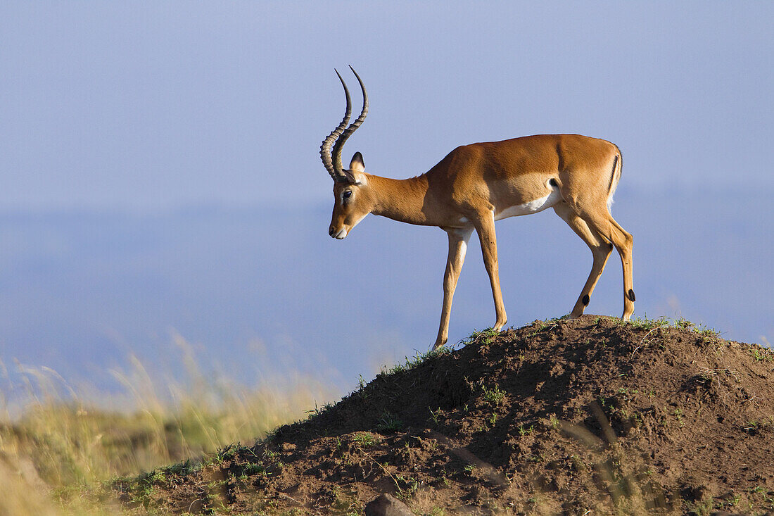 Impala, Masai Mara National Reserve, Kenya