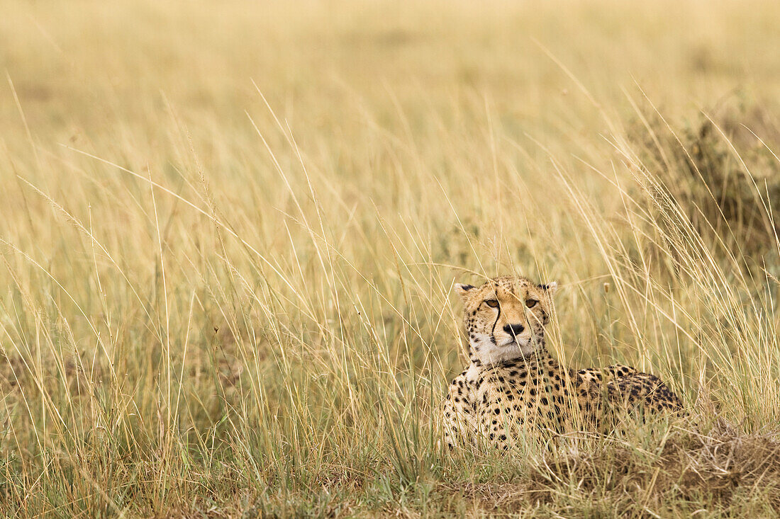 Cheetah, Masai Mara National Reserve, Kenya