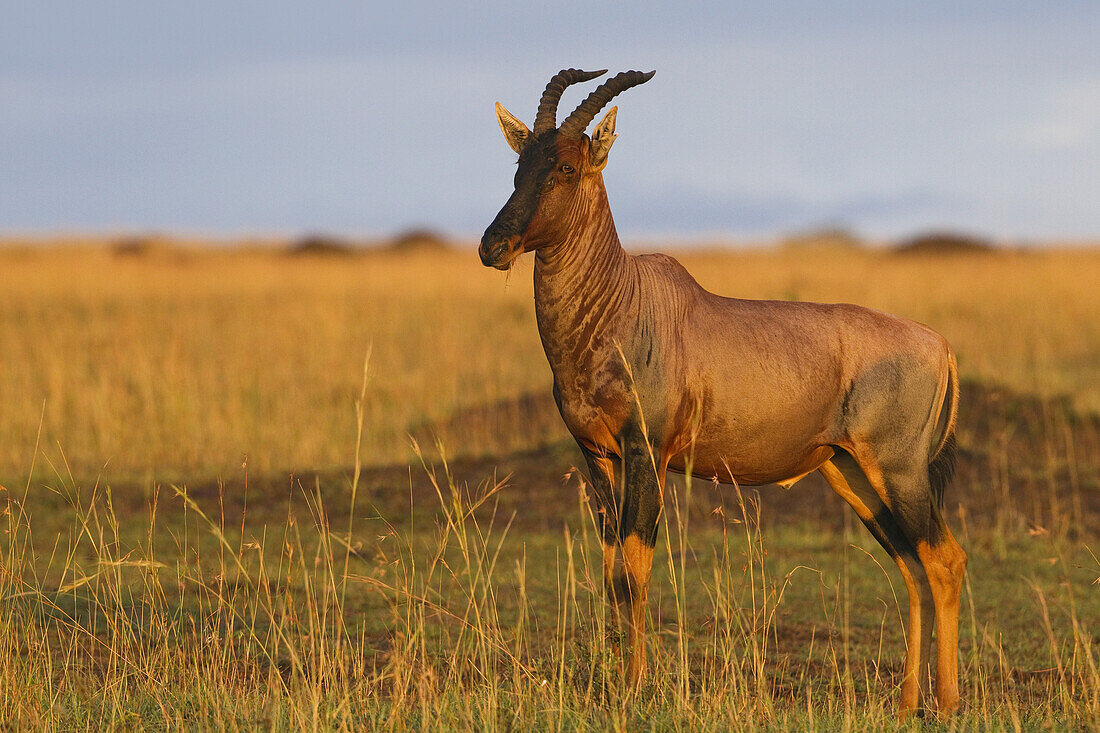 Topi, Masai Mara National Reserve, Kenya