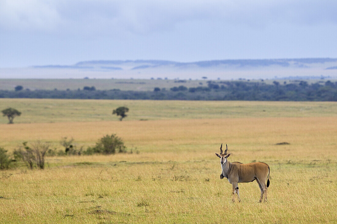 Elenantilope, Masai Mara Nationalreservat, Kenia