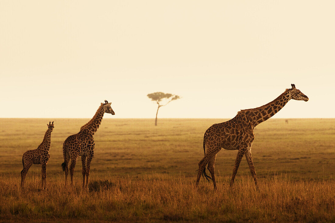 Masai-Giraffen, Masai Mara Nationalreservat, Kenia
