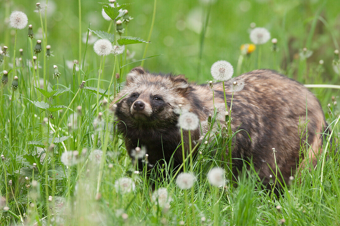 Marderhund auf einer Wiese im Wildreservat, Hessen, Deutschland