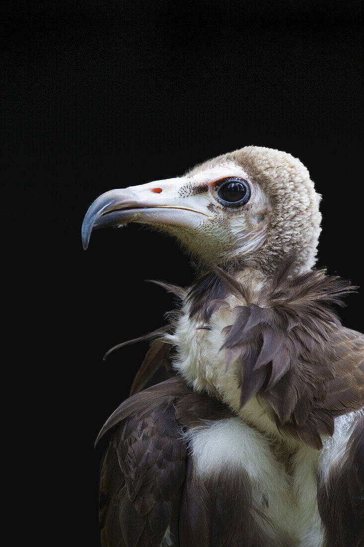 Portrait of Hooded Vulture