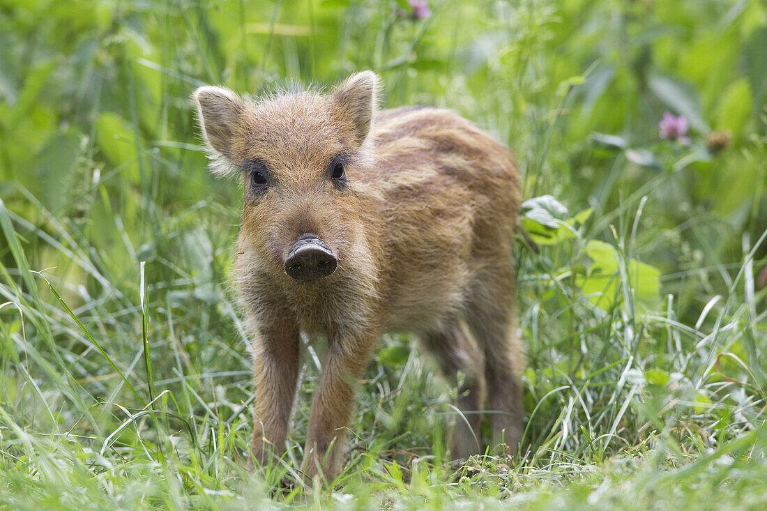 Wild Boar Piglet in Game Reserve, Hesse, Germany