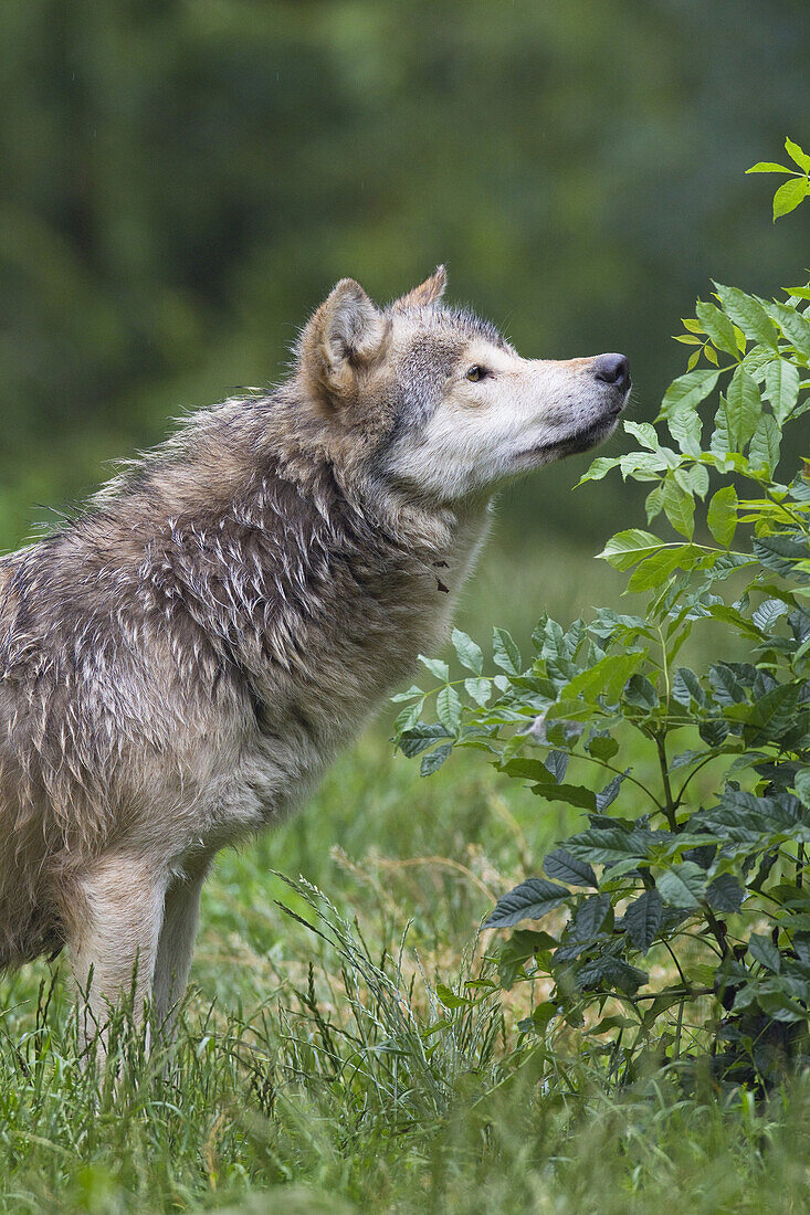 Timber Wolf in Game Reserve, Bavaria, Germany