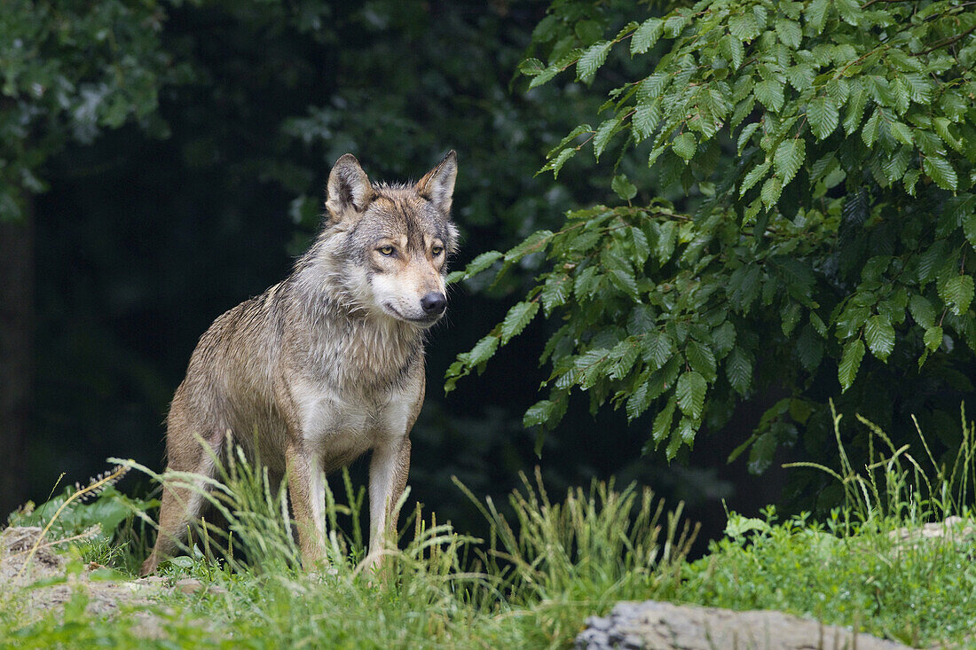 Timber Wolf in Game Reserve, Bavaria, Germany