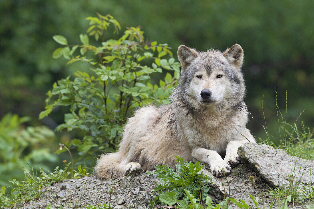 Timberwolf im Wildgehege, Bayern, Deutschland