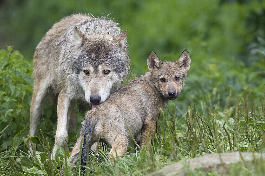 Timber Wolves in Game Reserve, Bavaria, Germany