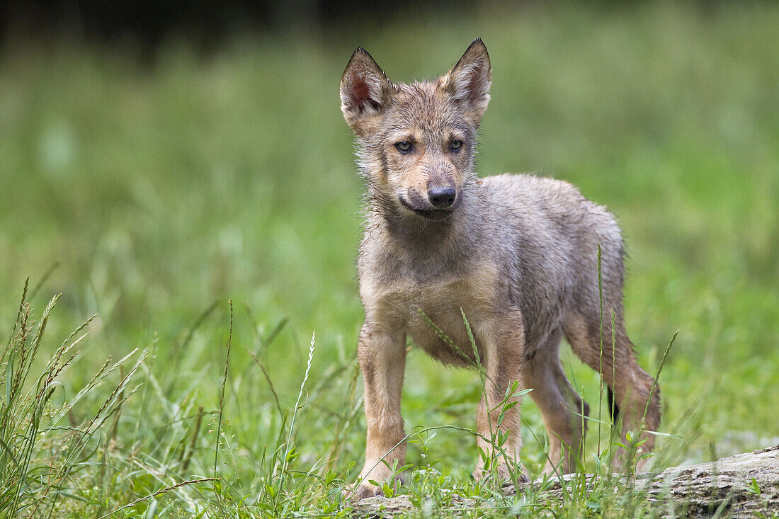 Timber Wolf Cub, Bavaria, Germany