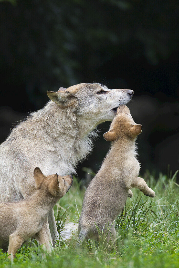Timber Wolf Cubs Begging for Food, Bavaria, Germany