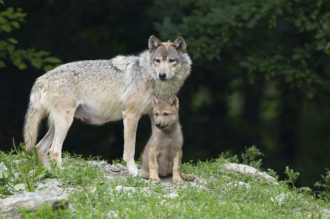 Timber Wolves in Game Reserve, Bavaria, Germany