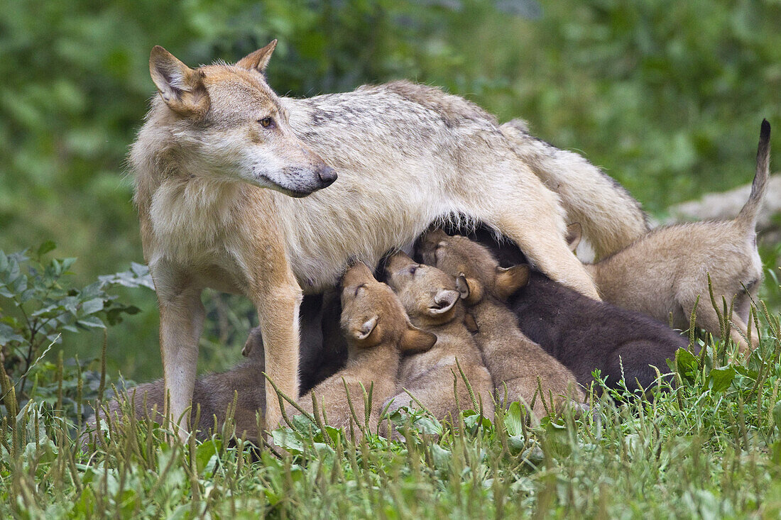 Timberwolf säugt Jungtiere, Bayern, Deutschland