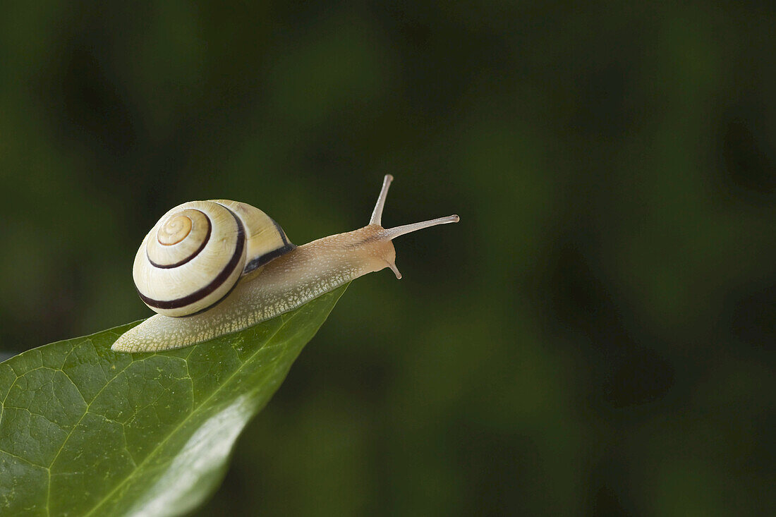 Braunlippige Schnecke