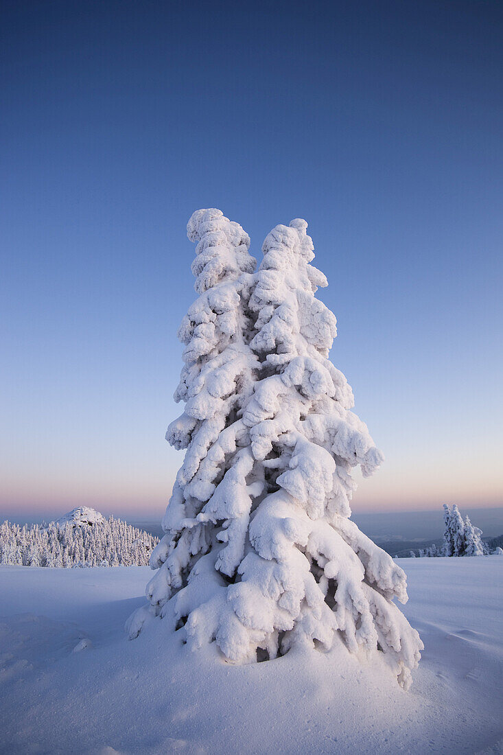 Schneebedeckte Fichten, Großer Arber, Böhmerwald, Bayern, Deutschland