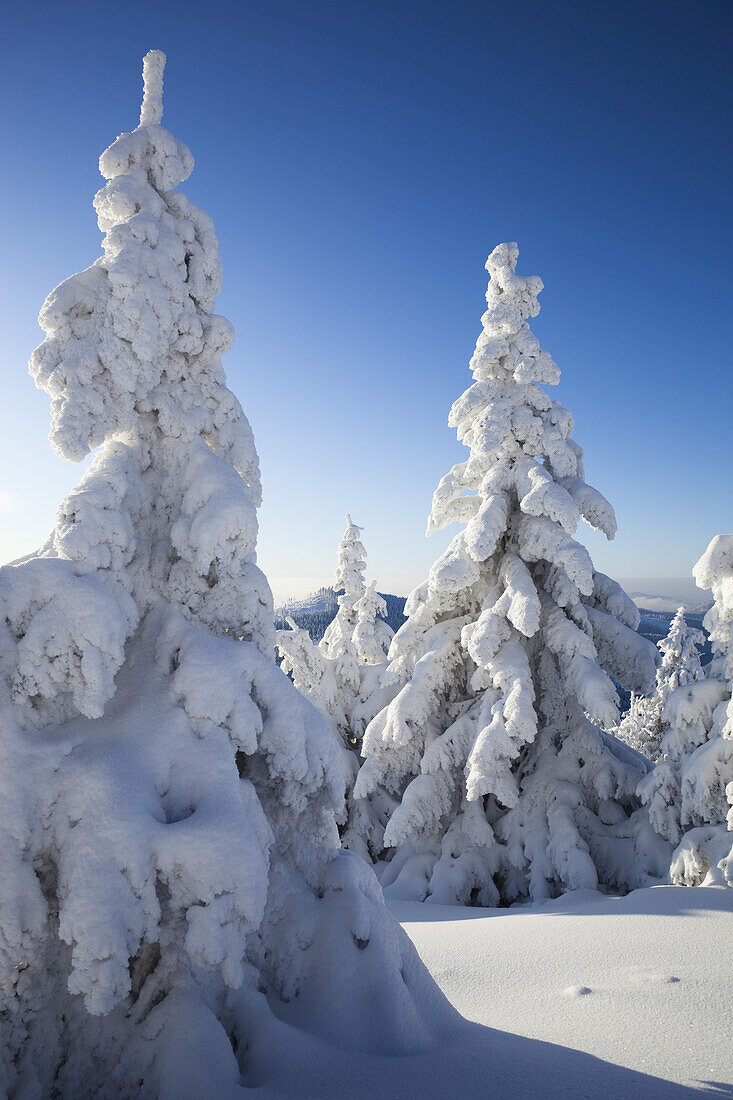 Snow Covered Spruces, Grosser Arber Mountain, Bohemian Forest, Bavaria, Germany