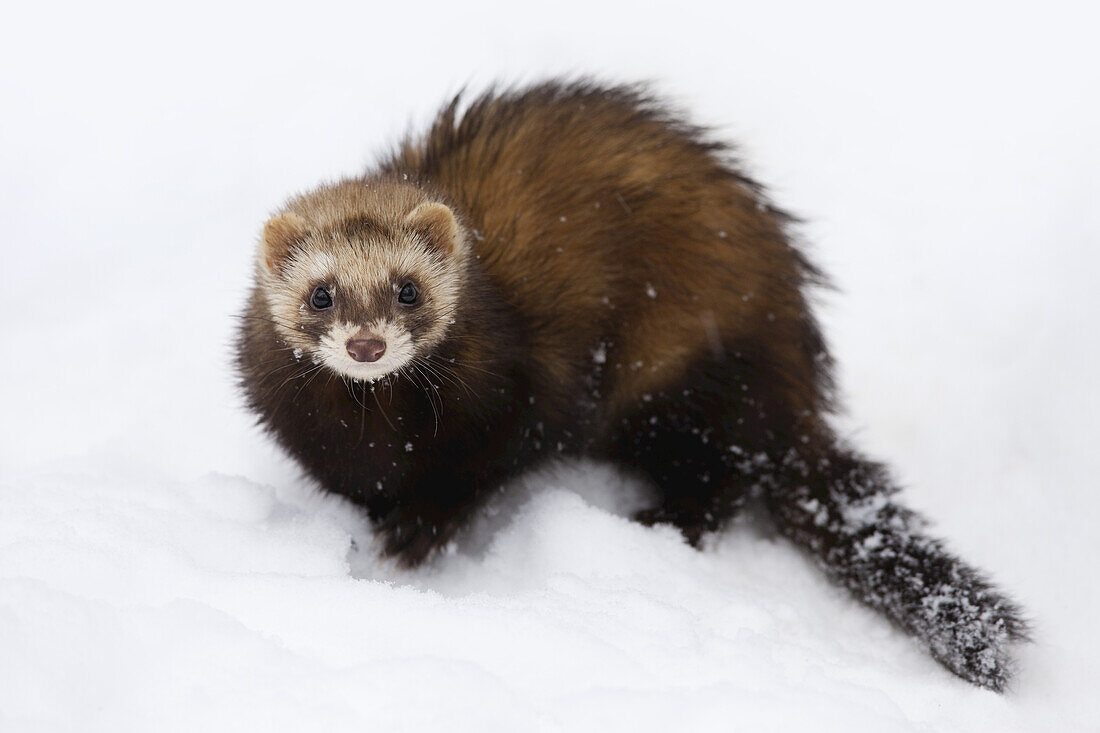 Portrait of Ferret