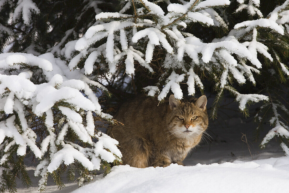 Porträt der Europäischen Wildkatze