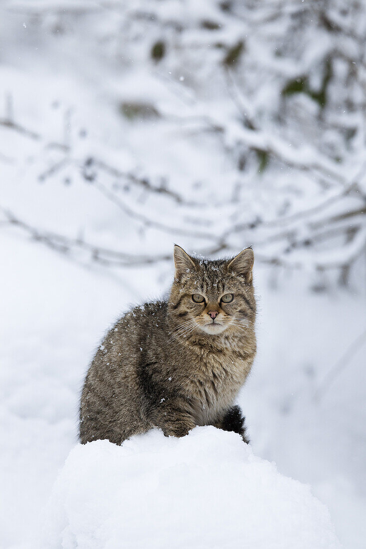 Porträt der jungen Europäischen Wildkatze