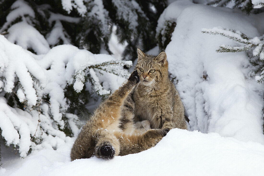 Porträt der Europäischen Wildkatze