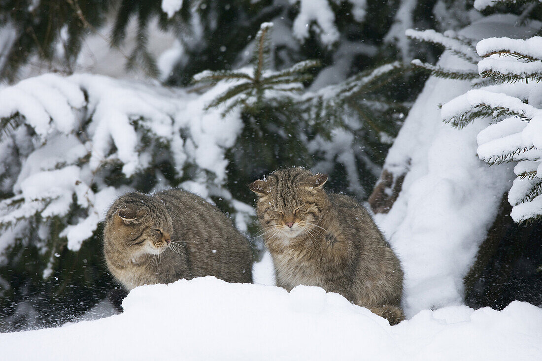 Portrait of European Wildcats