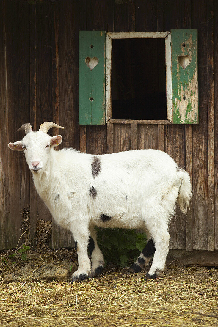Goat in Front of Barn