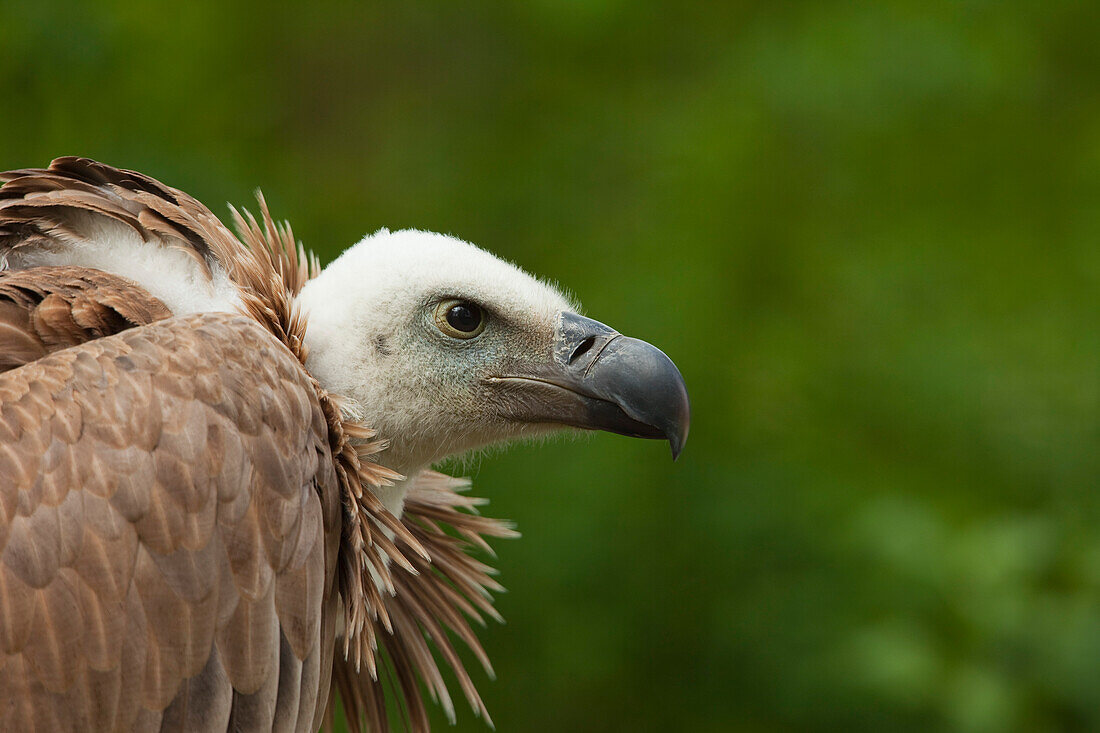 Close-up of Griffon Vulture