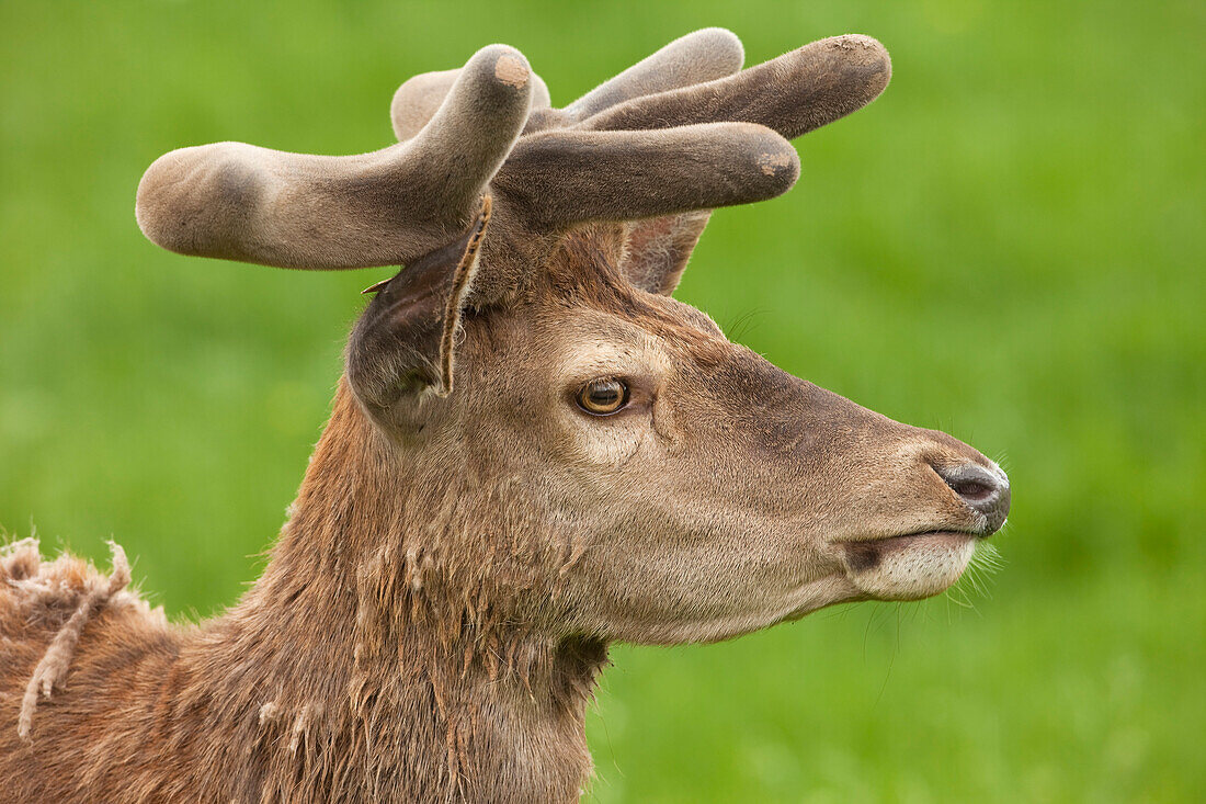 Portrait of Red Deer, Germany