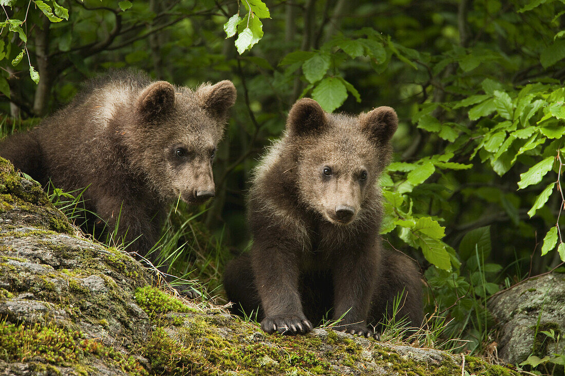 Brown Bear Cubs, Bavarian Forest National Park, Bavaria, Germany