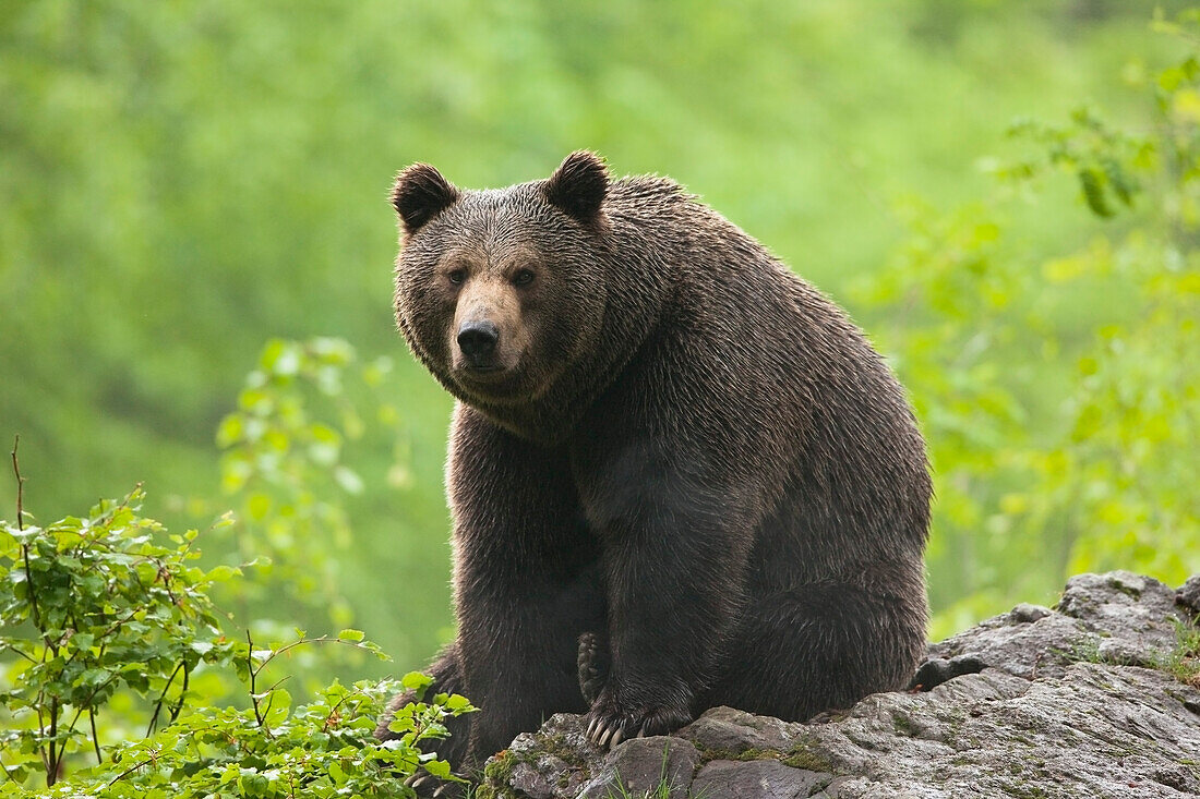 Männlicher Braunbär auf einem Felsen sitzend, Nationalpark Bayerischer Wald. Bayern, Deutschland