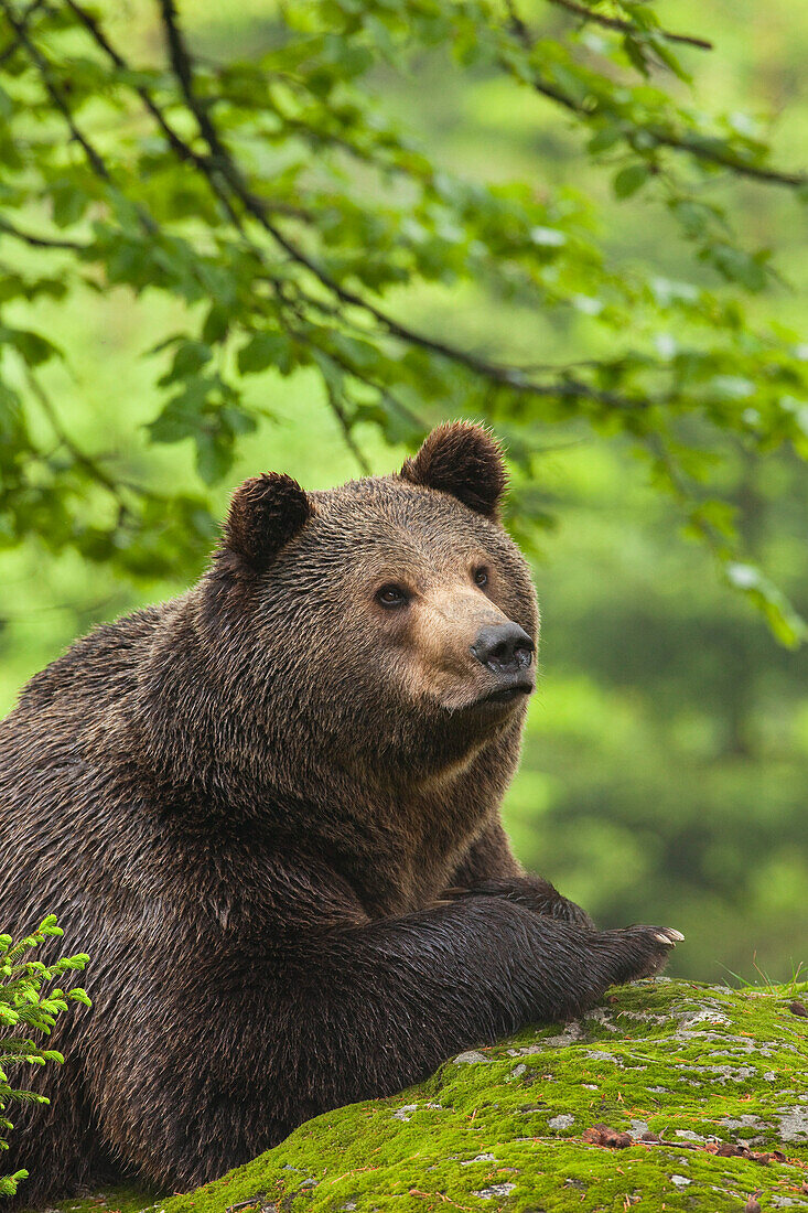 Male Brown Bear Resting on Rock, Bavarian Forest National Park, Bavaria, Germany