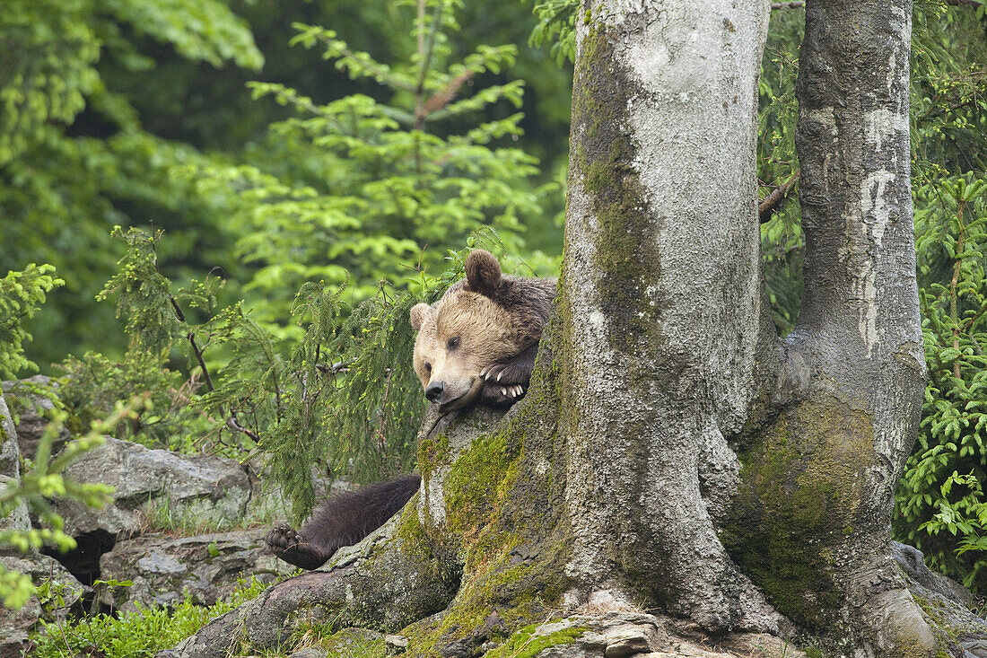 Männlicher Braunbär auf Baumstamm ruhend, Nationalpark Bayerischer Wald. Bayern, Deutschland