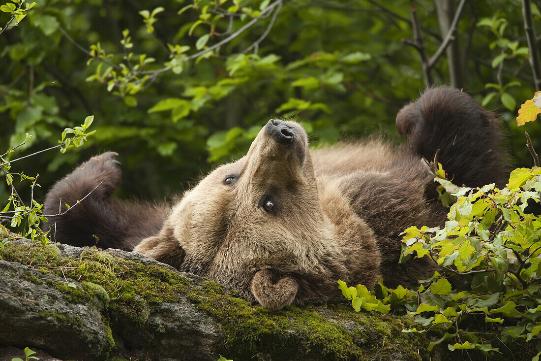 Braunbärenweibchen auf Felsen liegend, Nationalpark Bayerischer Wald, Bayern, Deutschland
