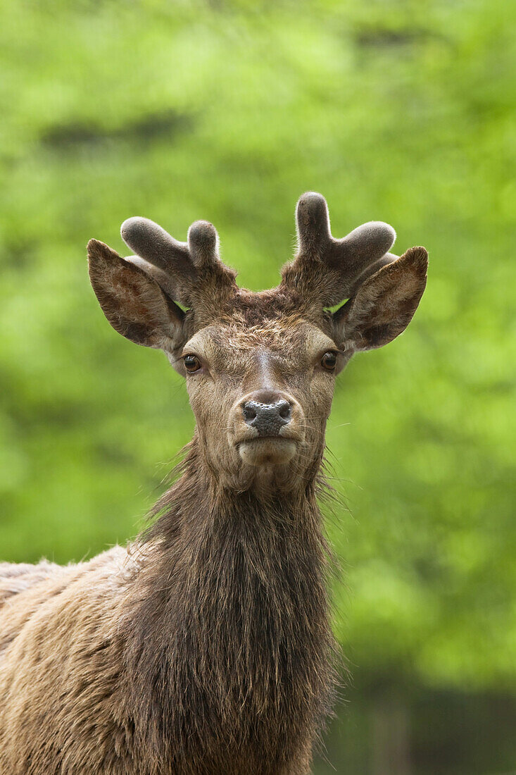 Portrait of Red Deer, Germany